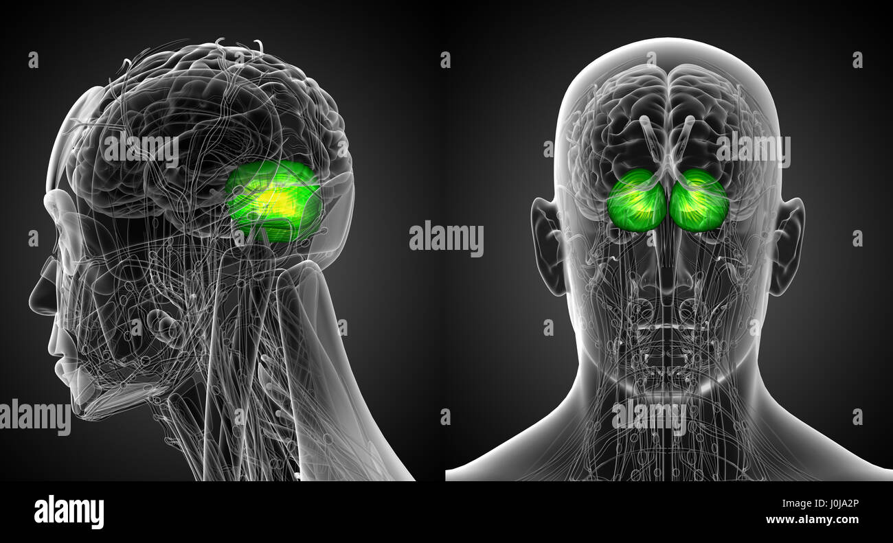 3d rendering medical illustration of the human brain cerebrum Stock ...