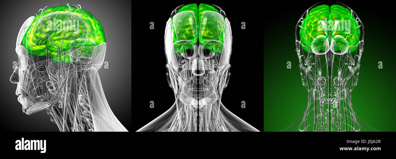 3d render medical illustration of the brain - side view Stock Photo - Alamy