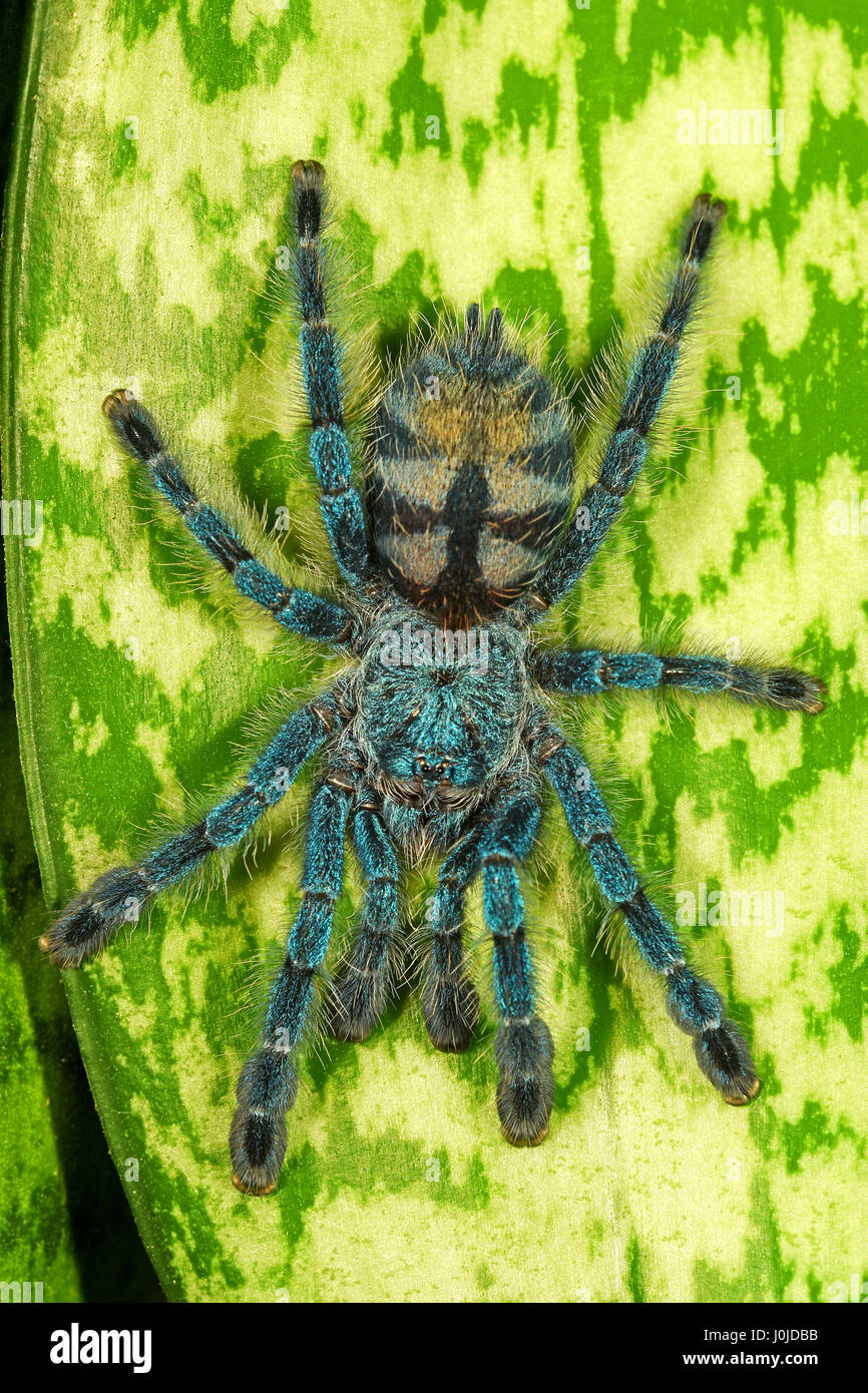 Martinique Pinktoe Tarantula (Avicularia Versicolor) Juvenile Stock