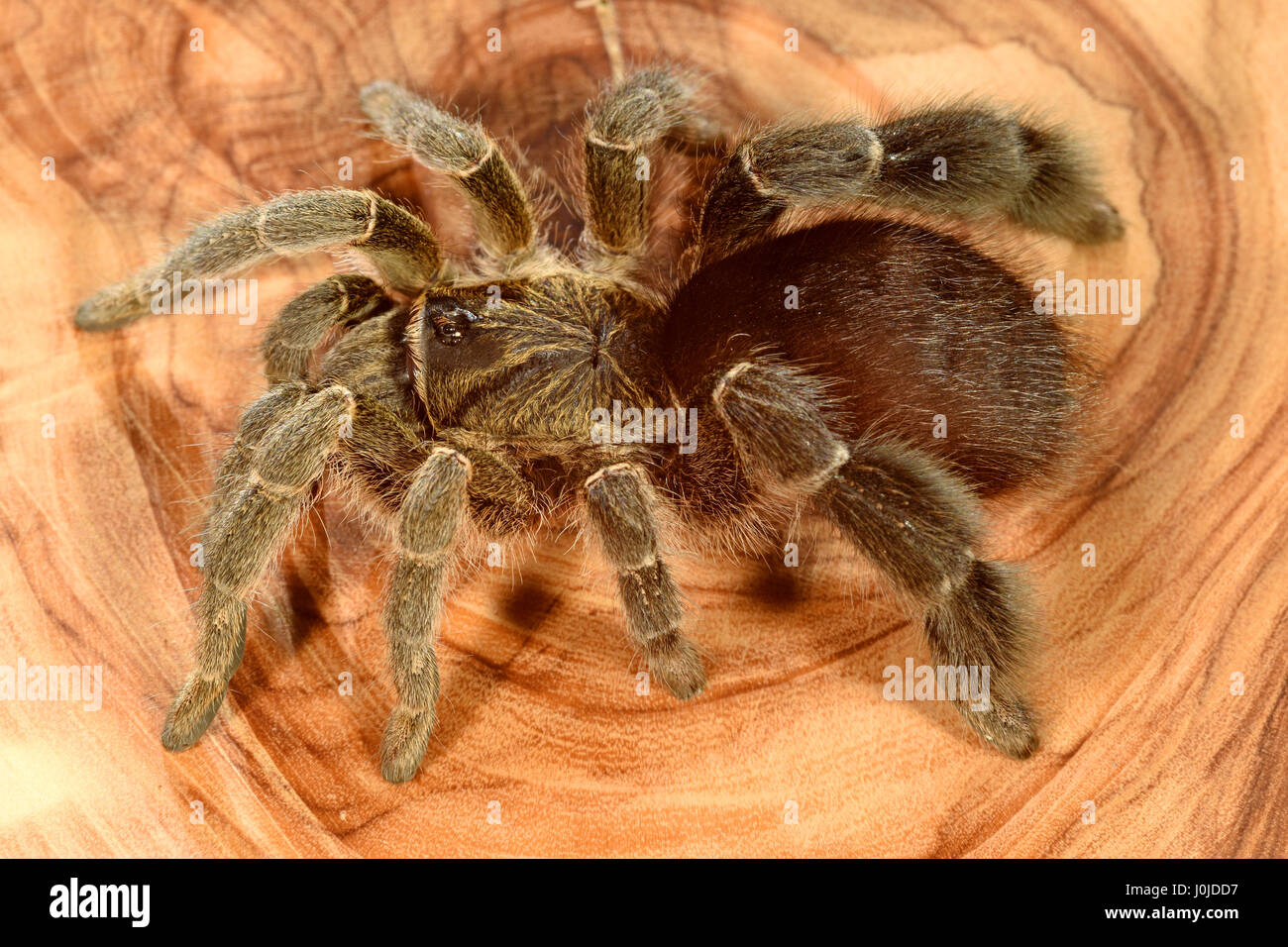 Stout legged baboon spider hi-res stock photography and images - Alamy