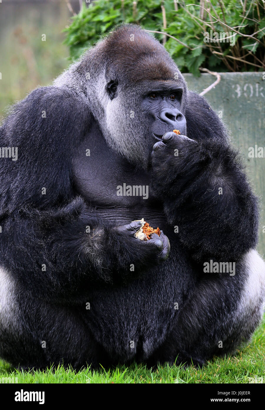 Ambam, the largest silverback gorilla at Port Lympne Reserve, enjoys a ...