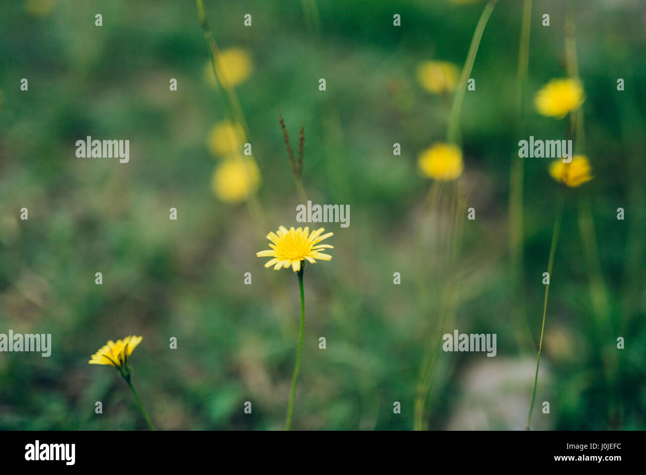 Flowers Crepis in green grass. Flora of Montenegro. Stock Photo