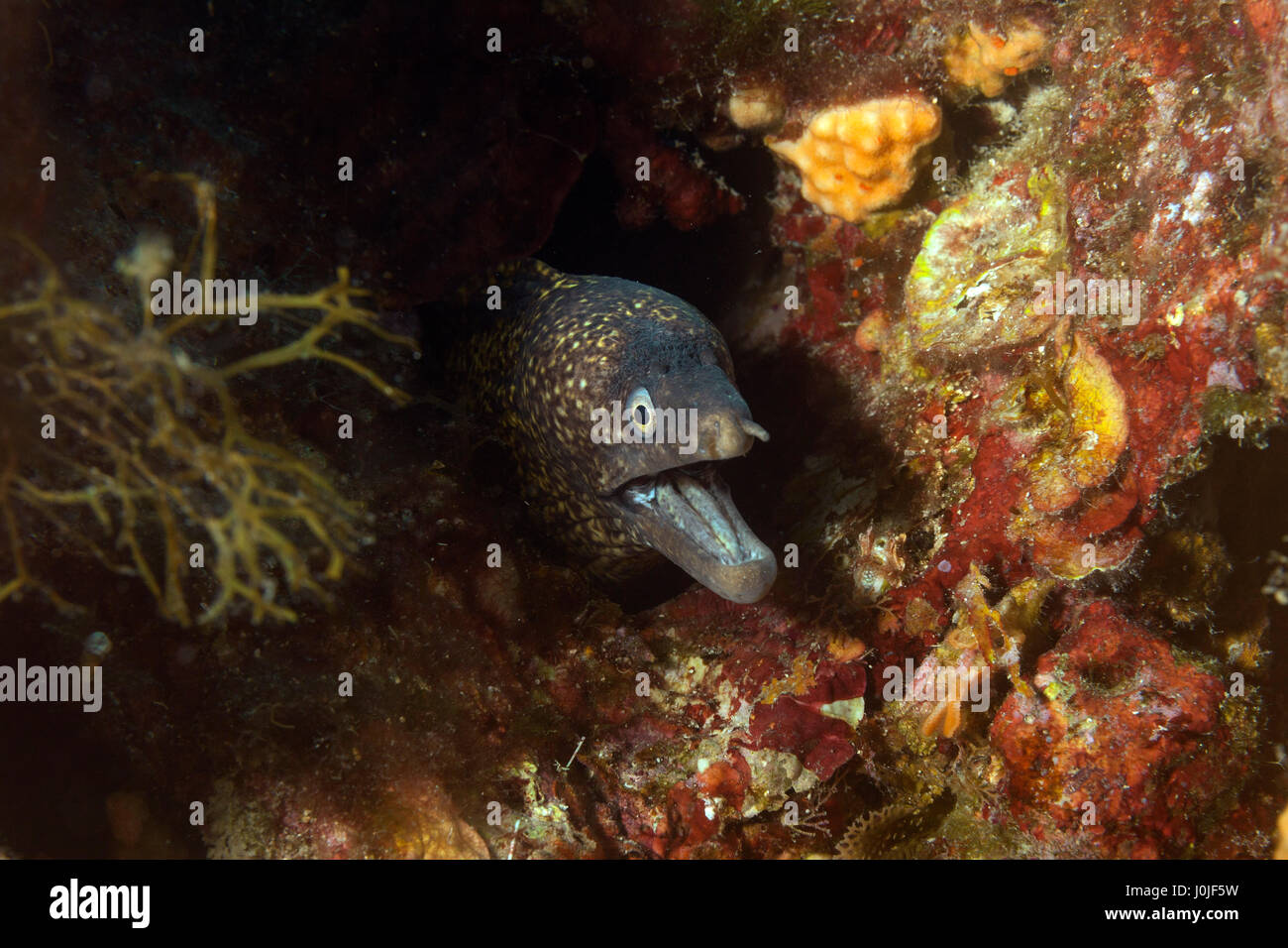 The Mediterranean moray (Muraena helena) from Telascica Nature park, Croatia Stock Photo