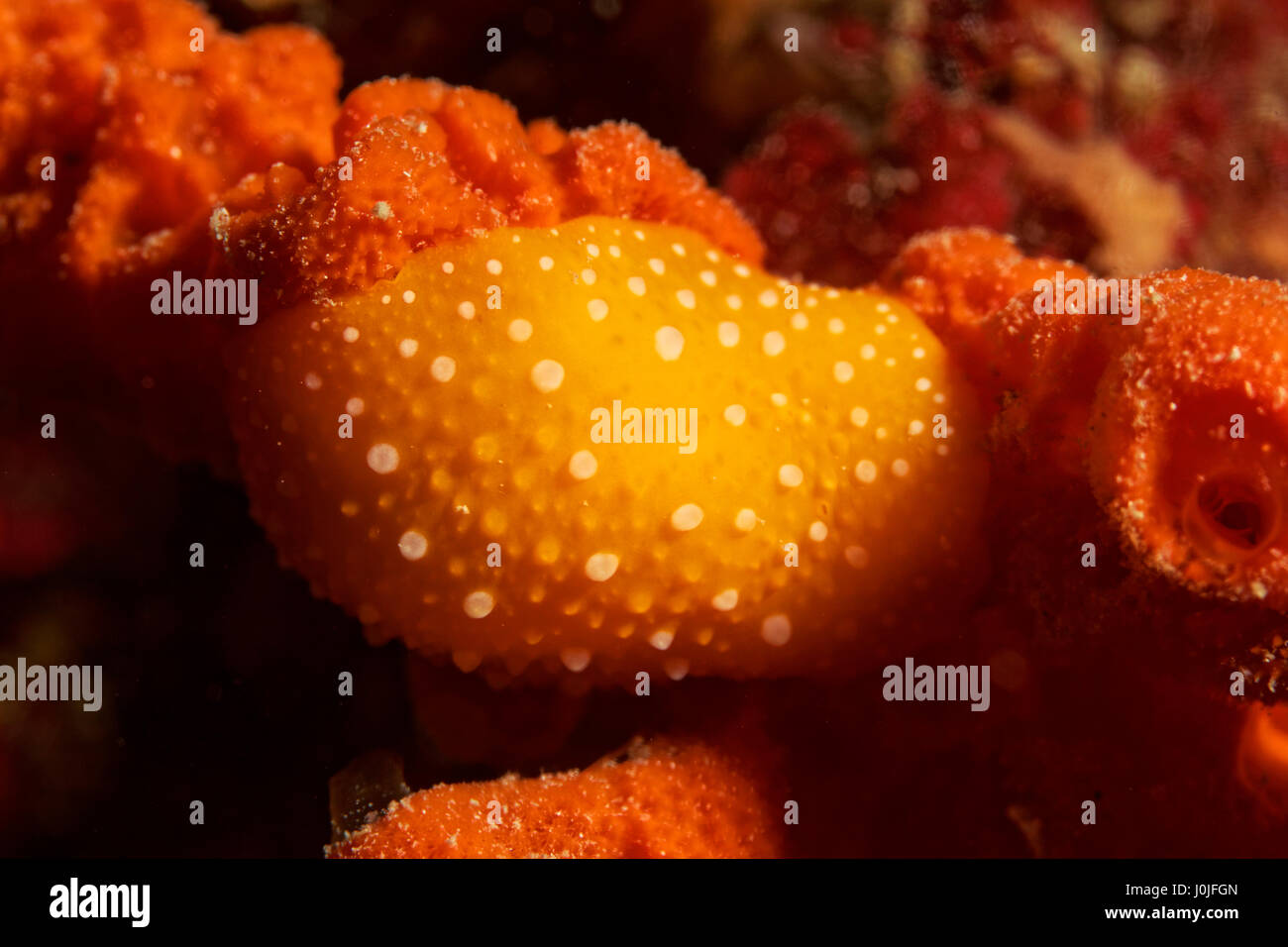 Sea slug Phyllidia flava at Telašćica Nature Park Stock Photo