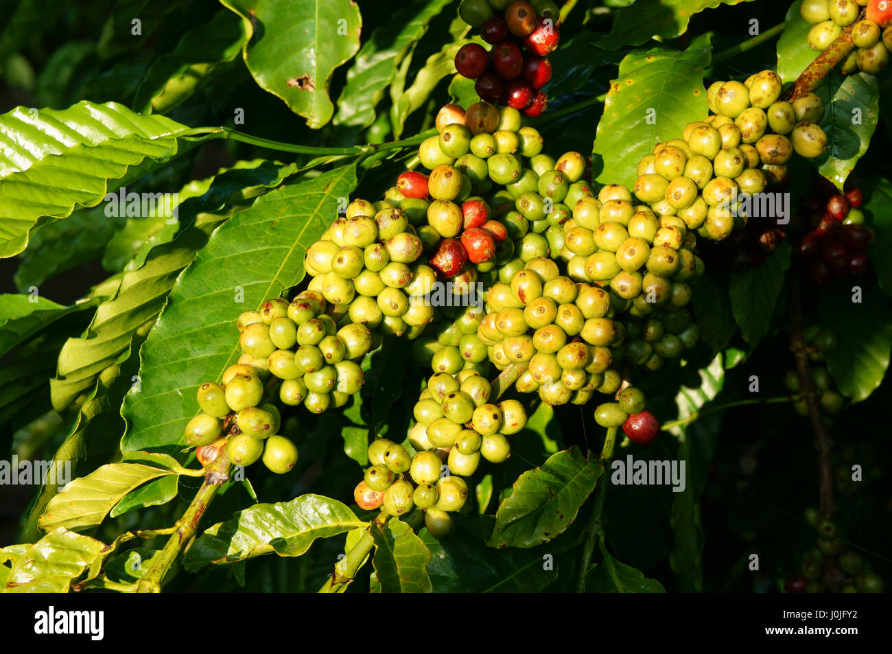 Coffee tree with coffee bean on cafe plantation, cafe is main plant at