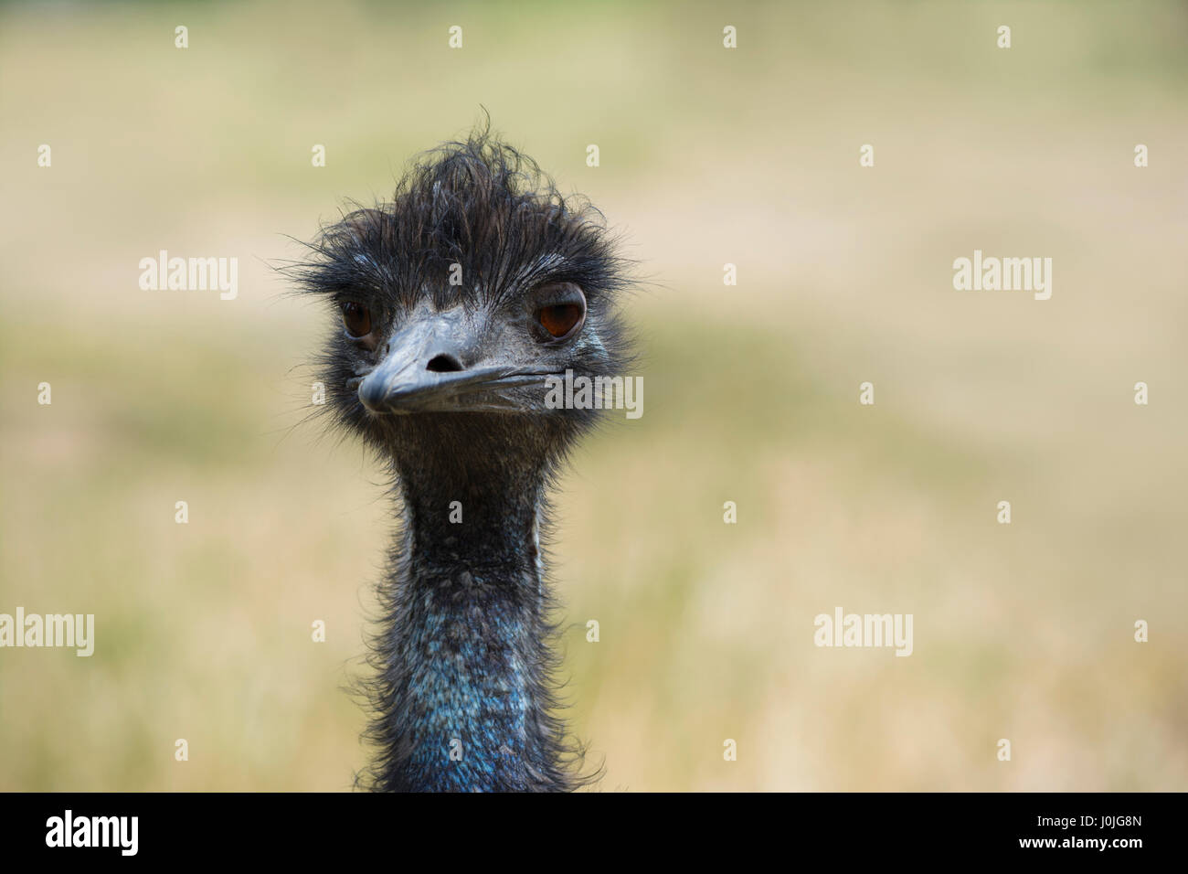 Head and neck shot of an Emu (Dromaius Novaehollandiae)  facing forward.  Shallow depth used leaving the natural background soft and blurred. Stock Photo