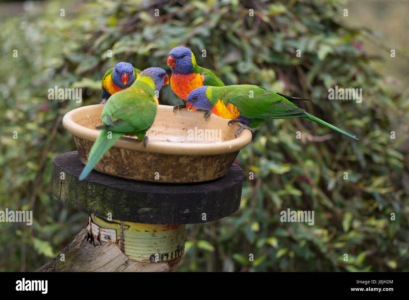 Four wild rainbow lorikeets (Trichoglossus moluccanus) at a feeder, a native Australian parrot, taken in South Australia. Shallow depth used with focu Stock Photo