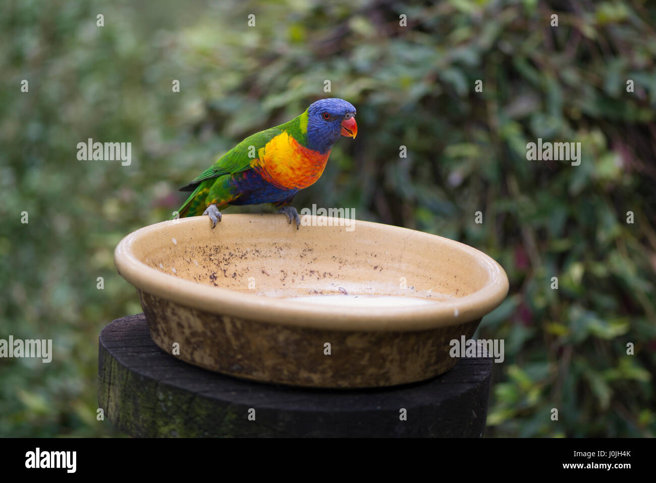 One wild rainbow lorikeets (Trichoglossus moluccanus) at a feeder, a native Australian parrot, taken in South Australia. Stock Photo
