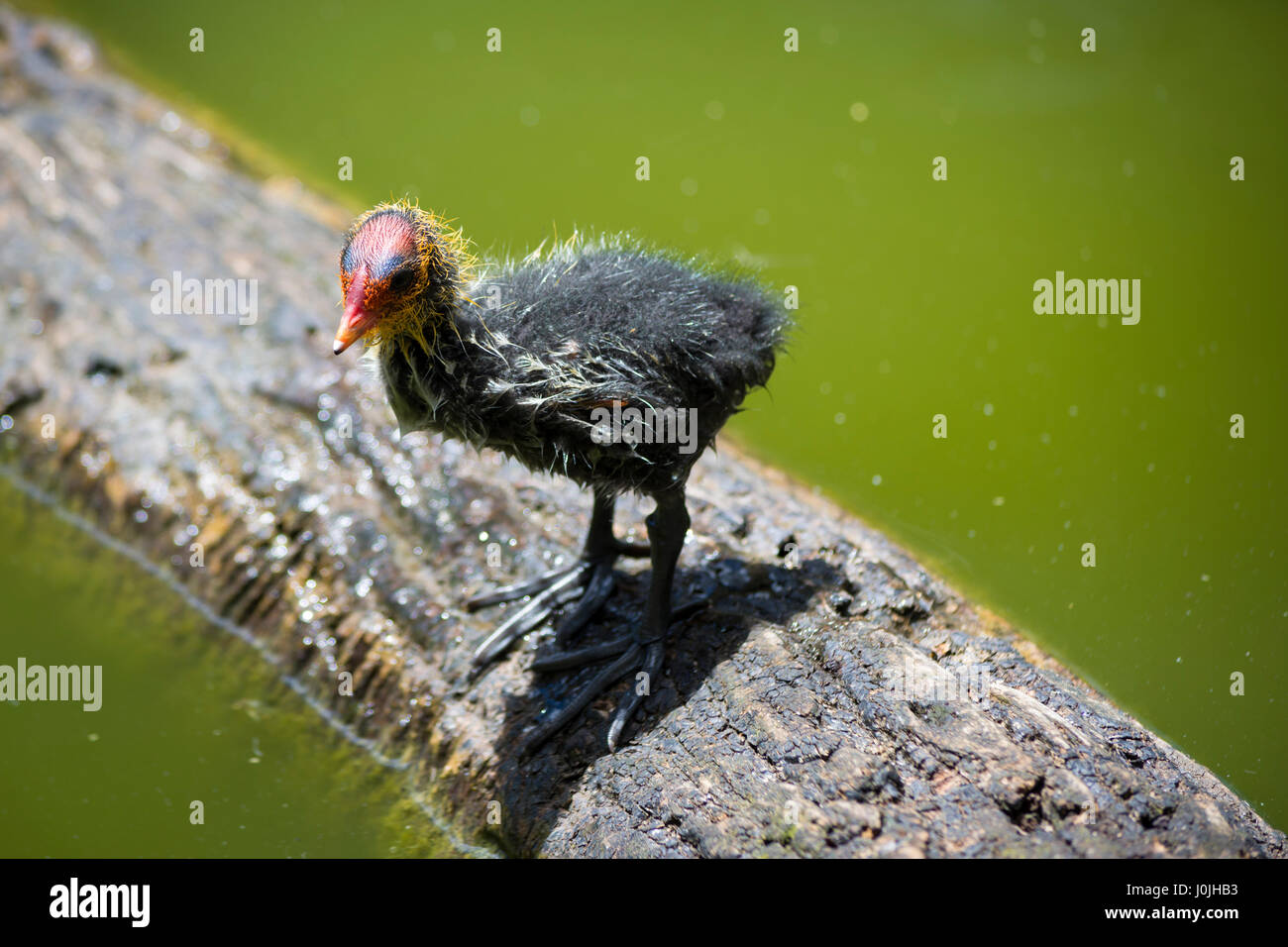 A very wet, bedraggled Australian Coot (Fulica atra australis) Chick standing on a log over a water. Very shallow depth used with primary focus on the Stock Photo