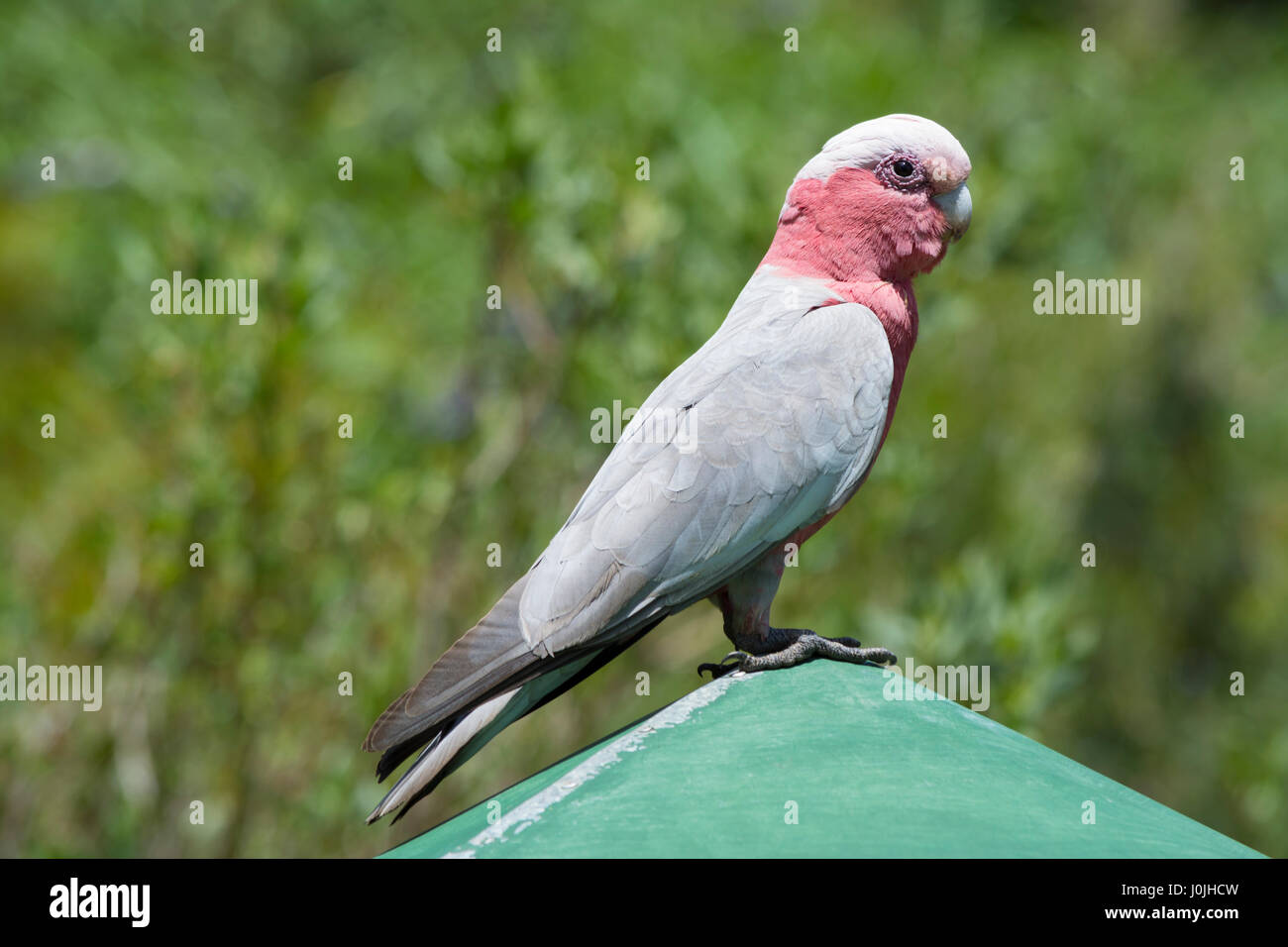 Wild Galah (Eolophus roseicapilla) also known as the rose-breasted cockatoo and roseate cockatoo. Stock Photo