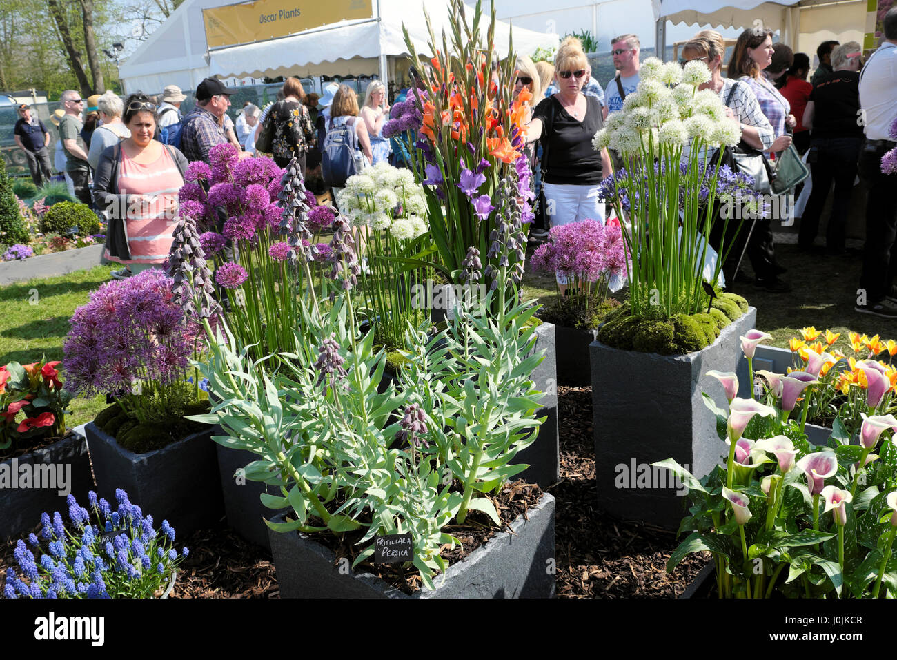 Visitors view alliums, lilies, grape hyacinths and fritilaria persica