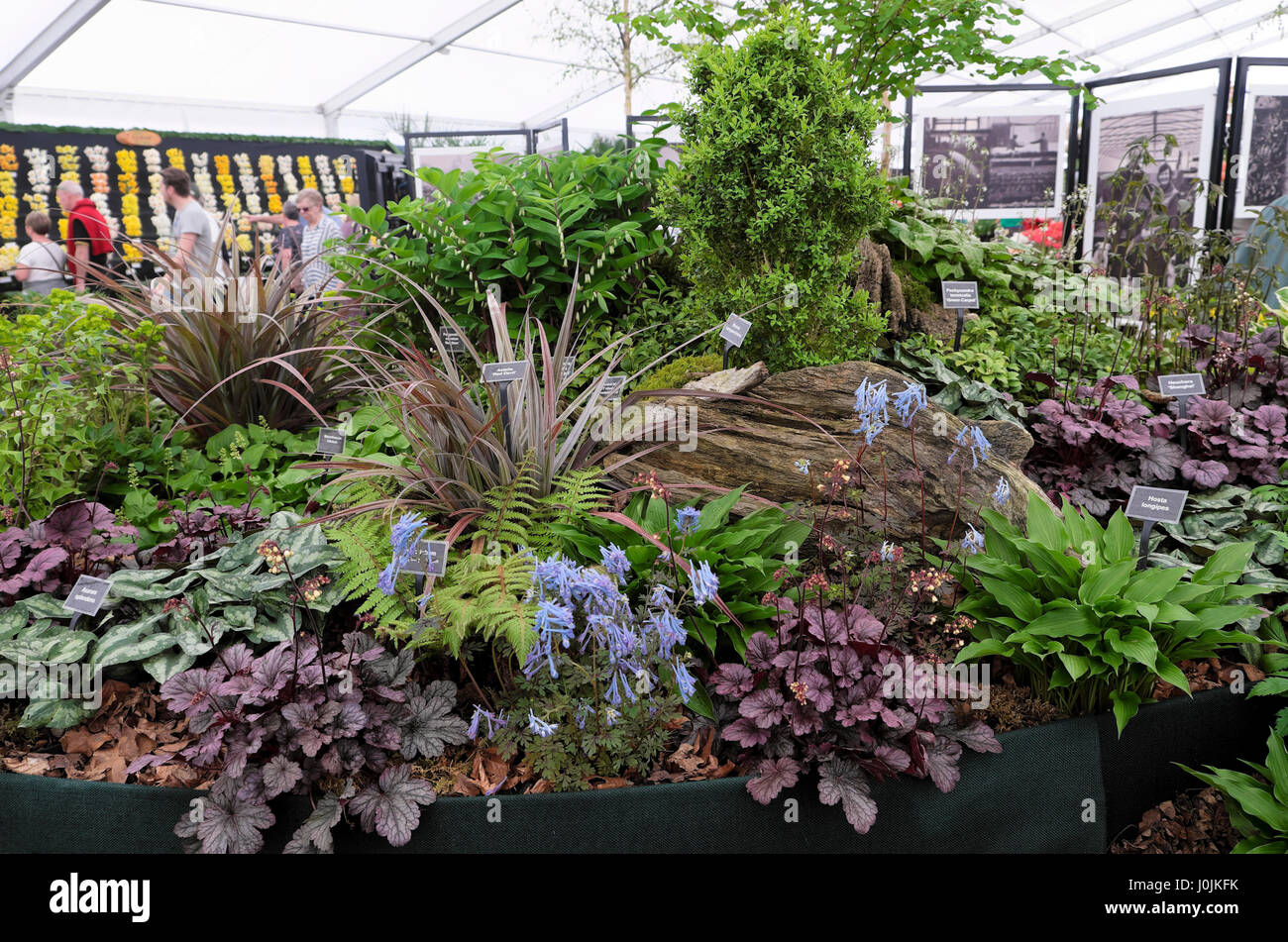 Woodland show garden display with plants for growing in shade in the marquis at the RHS Flower Show Cardiff, Wales UK   KATHY DEWITT Stock Photo