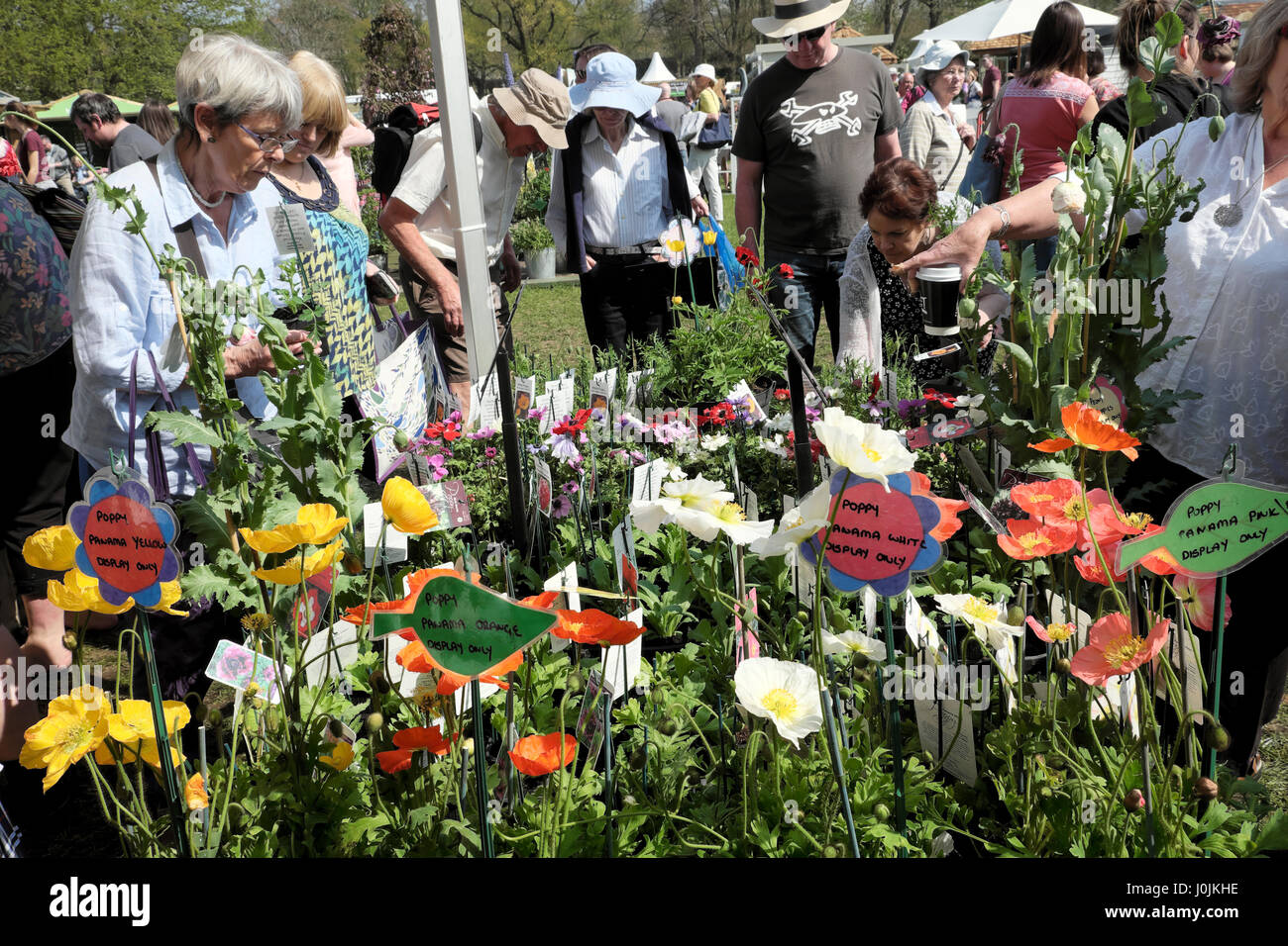 Visitors looking at Poppy flower stall selling Panama Poppies RHS Flower Show in Bute Park Cardiff, Wales UK   KATHY DEWITT Stock Photo