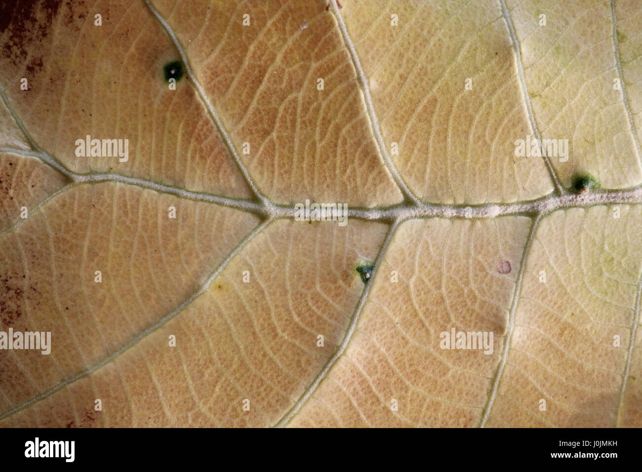 Fish bone leaf hi-res stock photography and images - Alamy