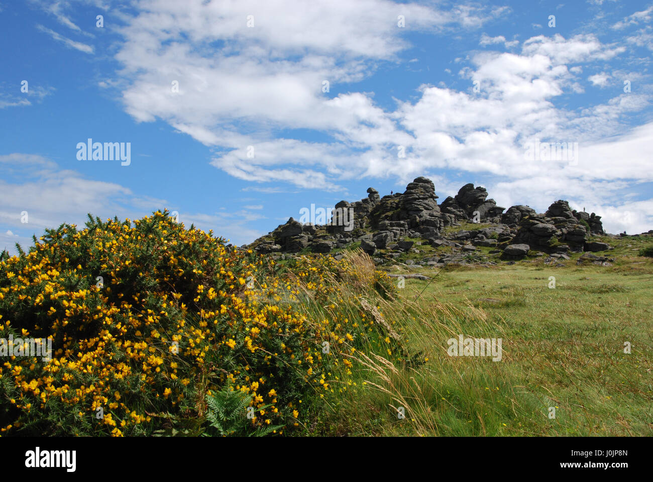 Hound tor near manaton on eastern edge of the moor hires stock