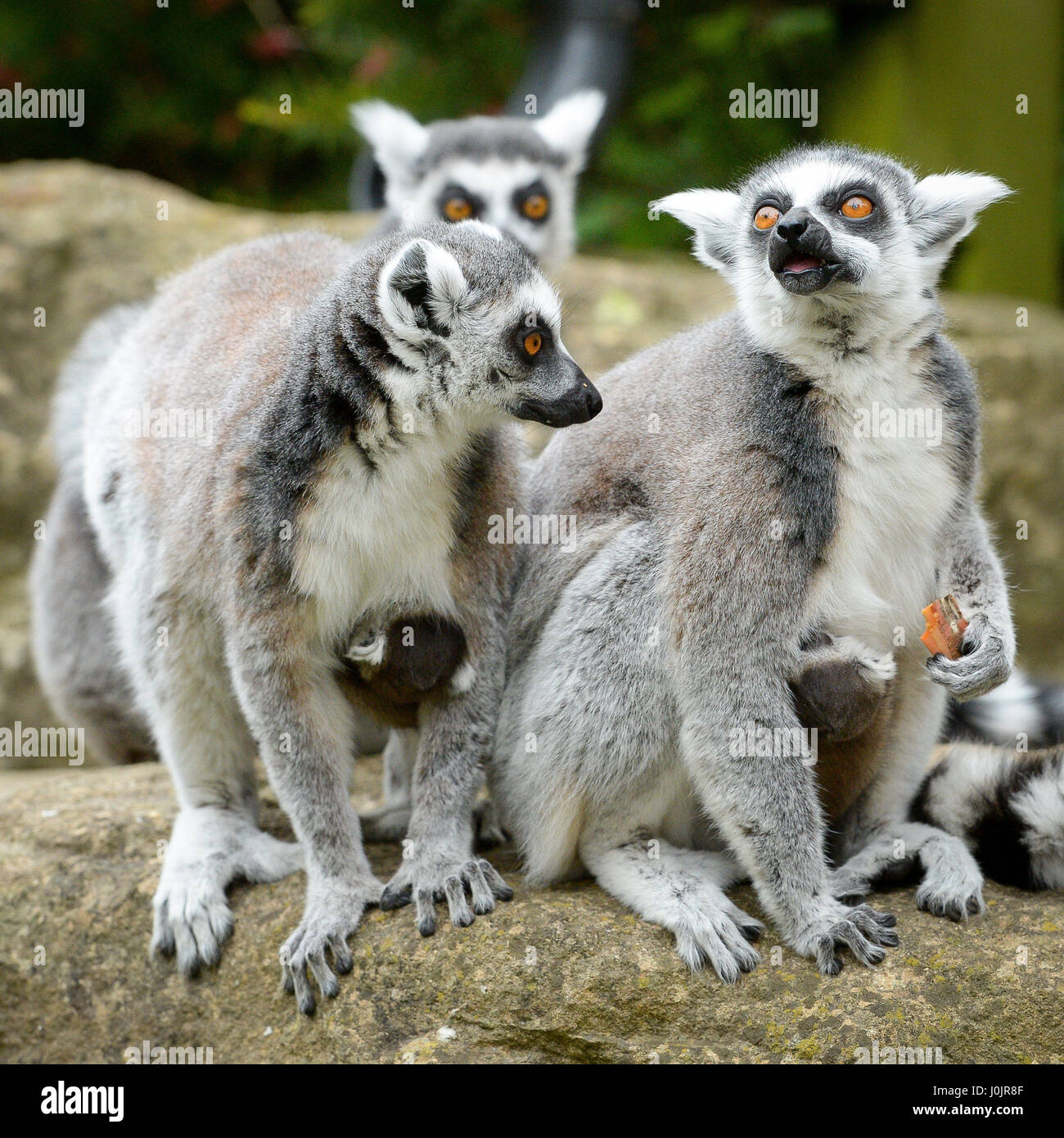 Ring-tailed lemurs Mavis and Ethel, who are twin sisters, with their 10-day-old babies after they both gave birth hours apart at Bristol Zoo Gardens. Stock Photo