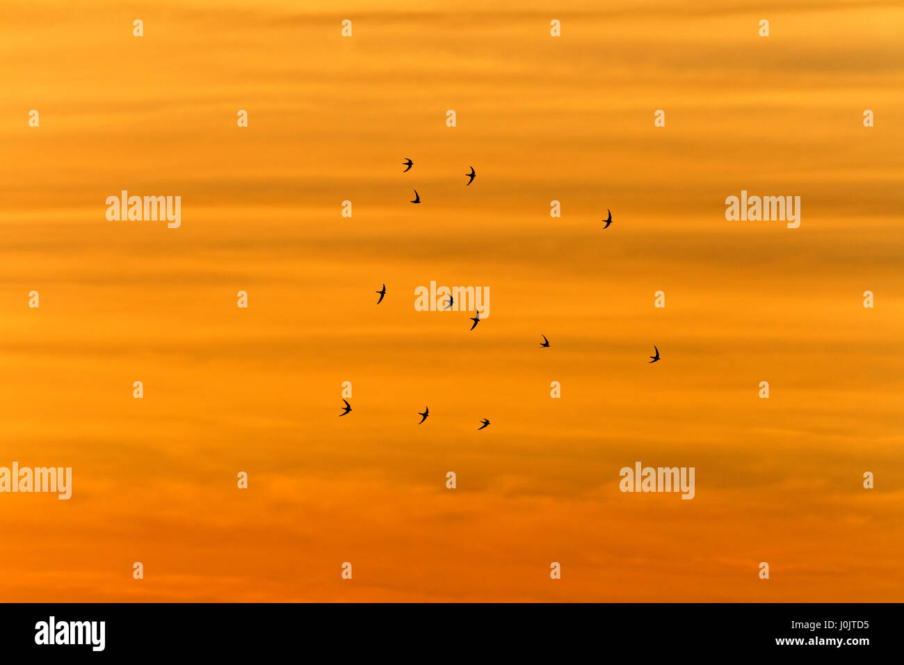 Swift bird silhouette apus hi-res stock photography and images - Alamy