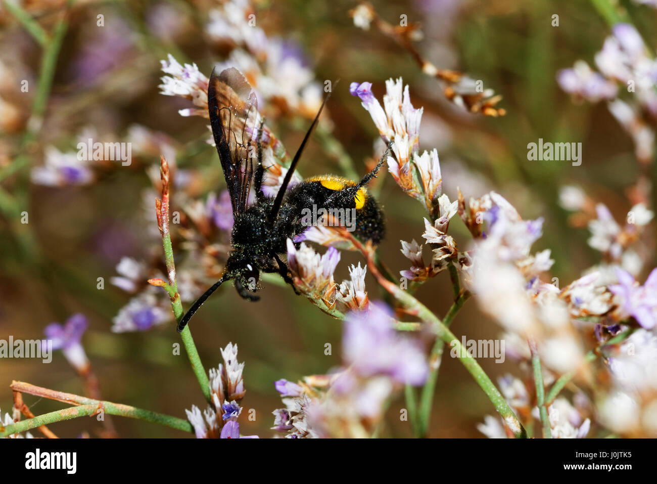 A wasp on the Limonium cancelatum flower, Telascica Nature Park, Croatia Stock Photo