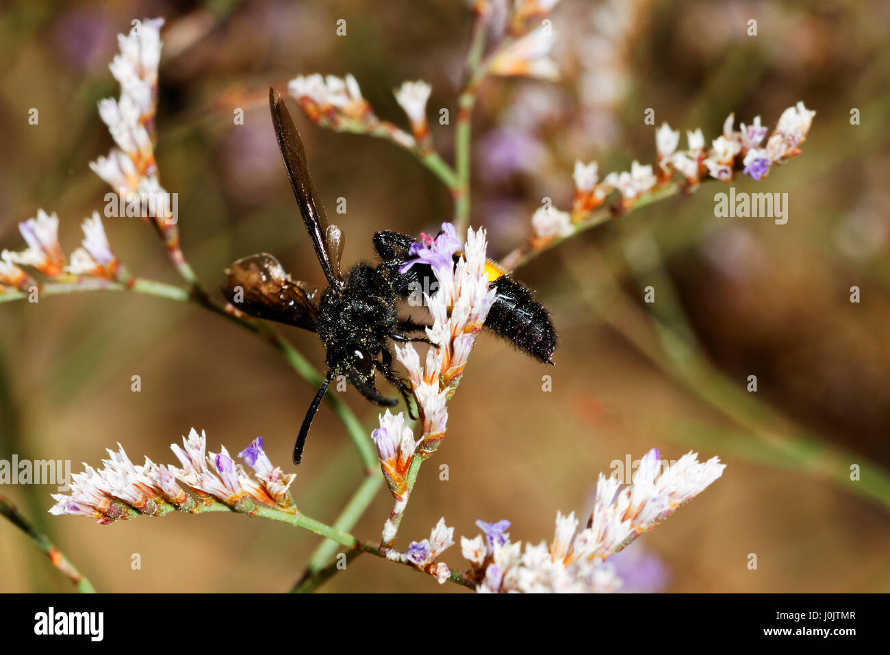 A wasp on the Limonium cancelatum flower, Telascica Nature Park, Croatia Stock Photo