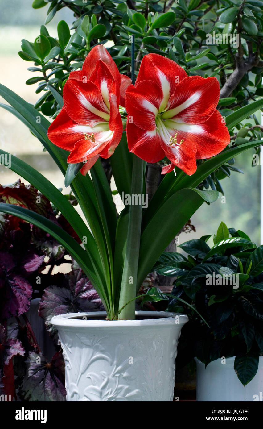 Amaryllis ‘Star of Holland’ Stock Photo - Alamy