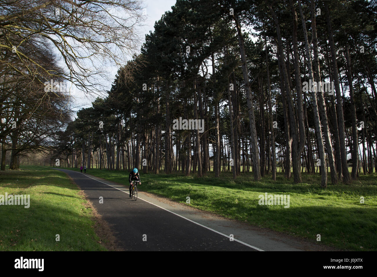 A cyclist on a wooded road. Stock Photo