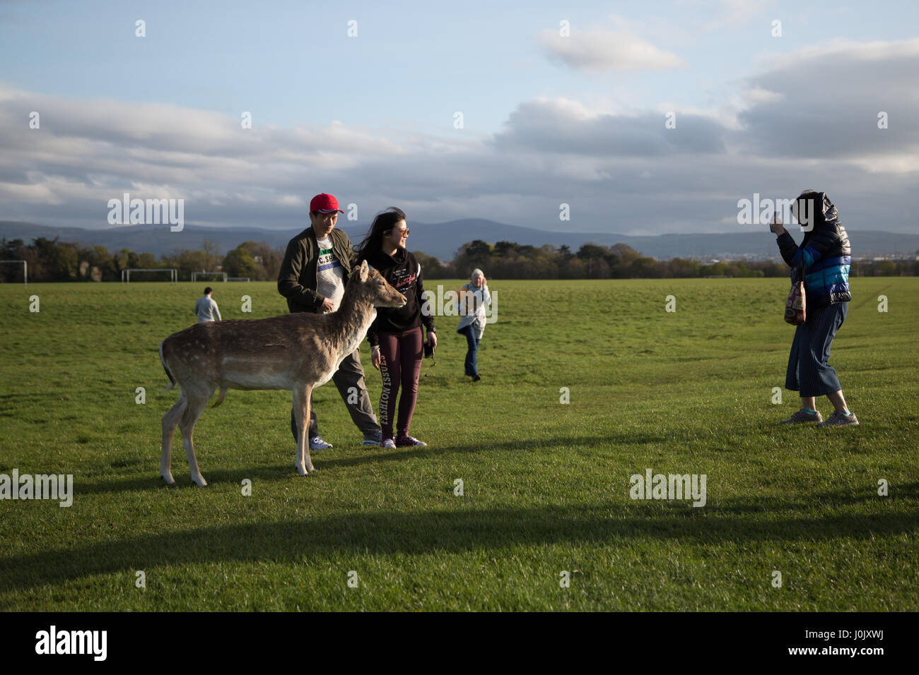 Tourists posing for a photograph with the deer in Phoenix Park, Dublin city, Ireland. Stock Photo