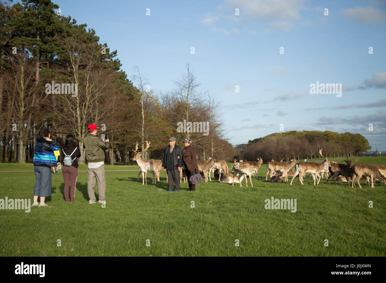 Tourists having their photograph taken with the deer in Phoenix park, Dublin city, Ireland. Stock Photo