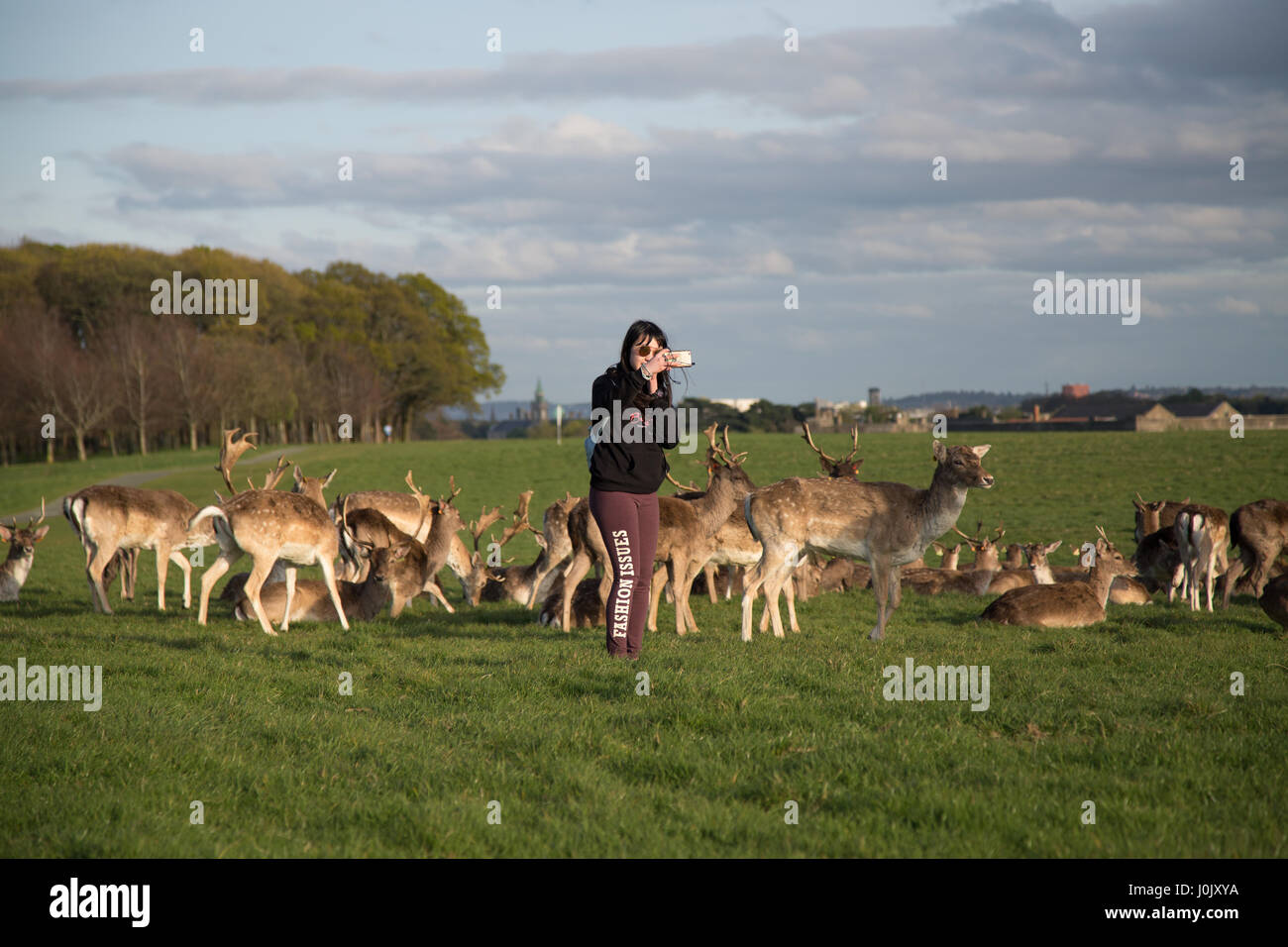 A tourist taking a selfie photograph with the deer in Phoenix park, Dublin city, Ireland. Stock Photo
