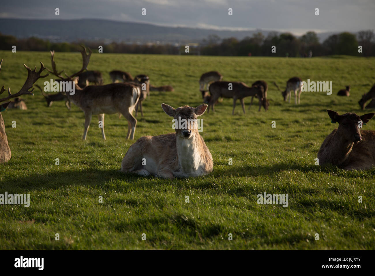 Deer in Phoenix Park, Dublin city, Ireland. Stock Photo