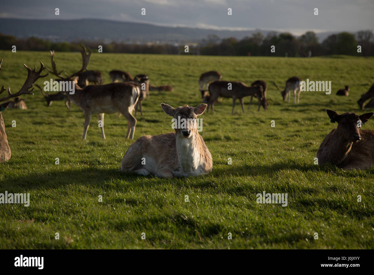 Image showcasing Deer in Phoenix Park, Dublin city, Ireland Stock Photo - Alamy