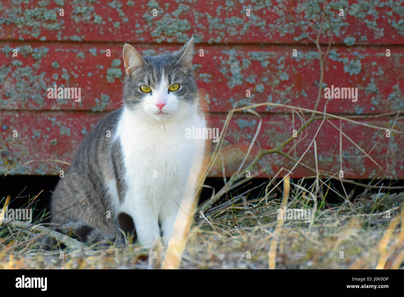Cat sitting in front of old wooden red wall and staring at camera. Stock Photo