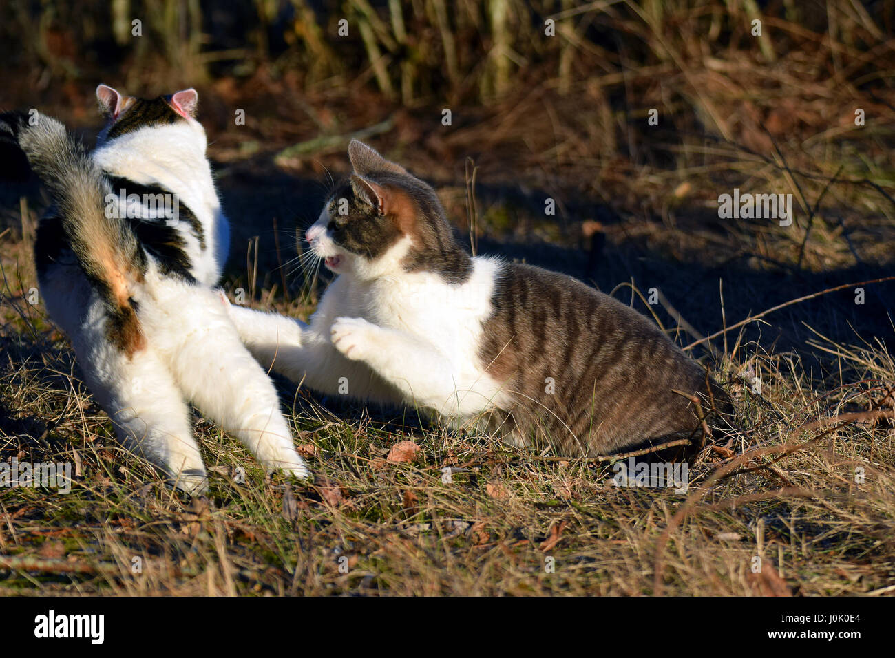 Two domestic cats fighting outdoors. Stock Photo