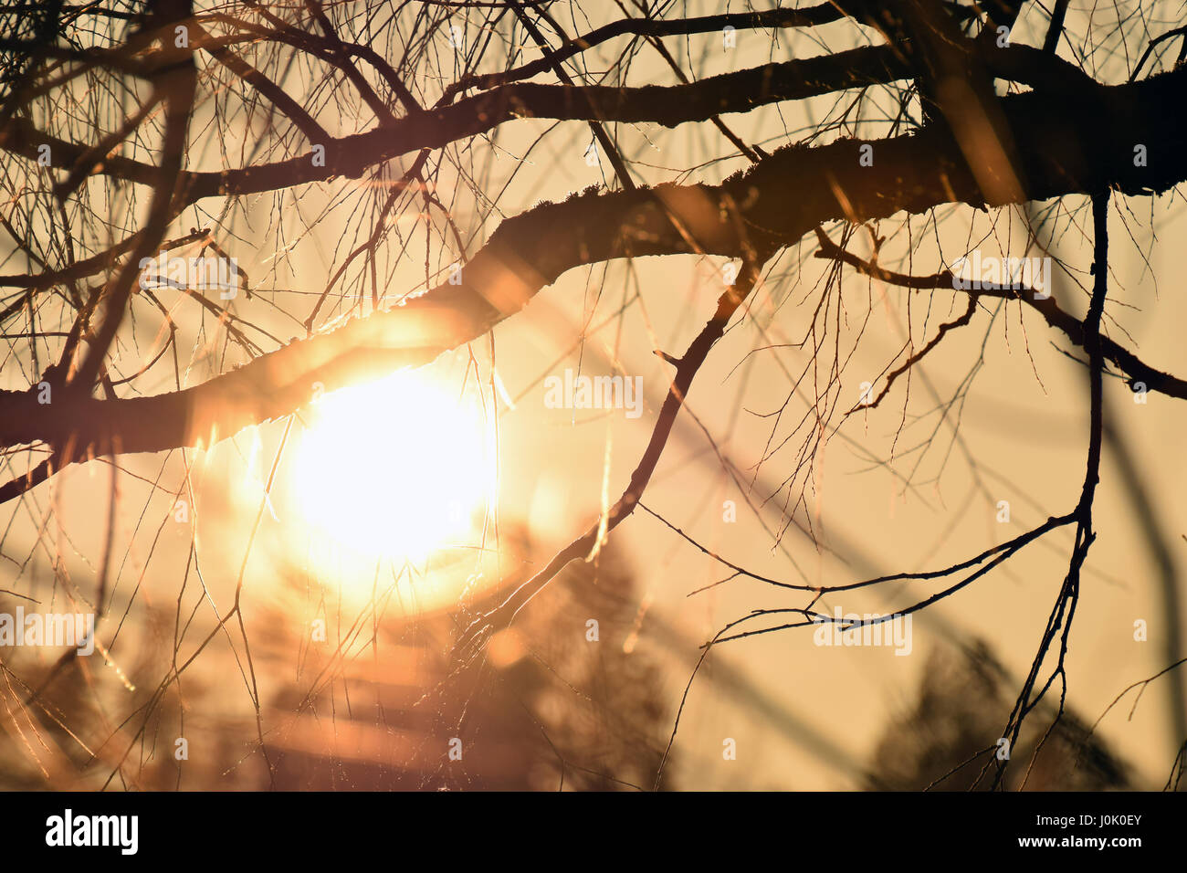 Tree branches in golden light. Sun on background. Stock Photo
