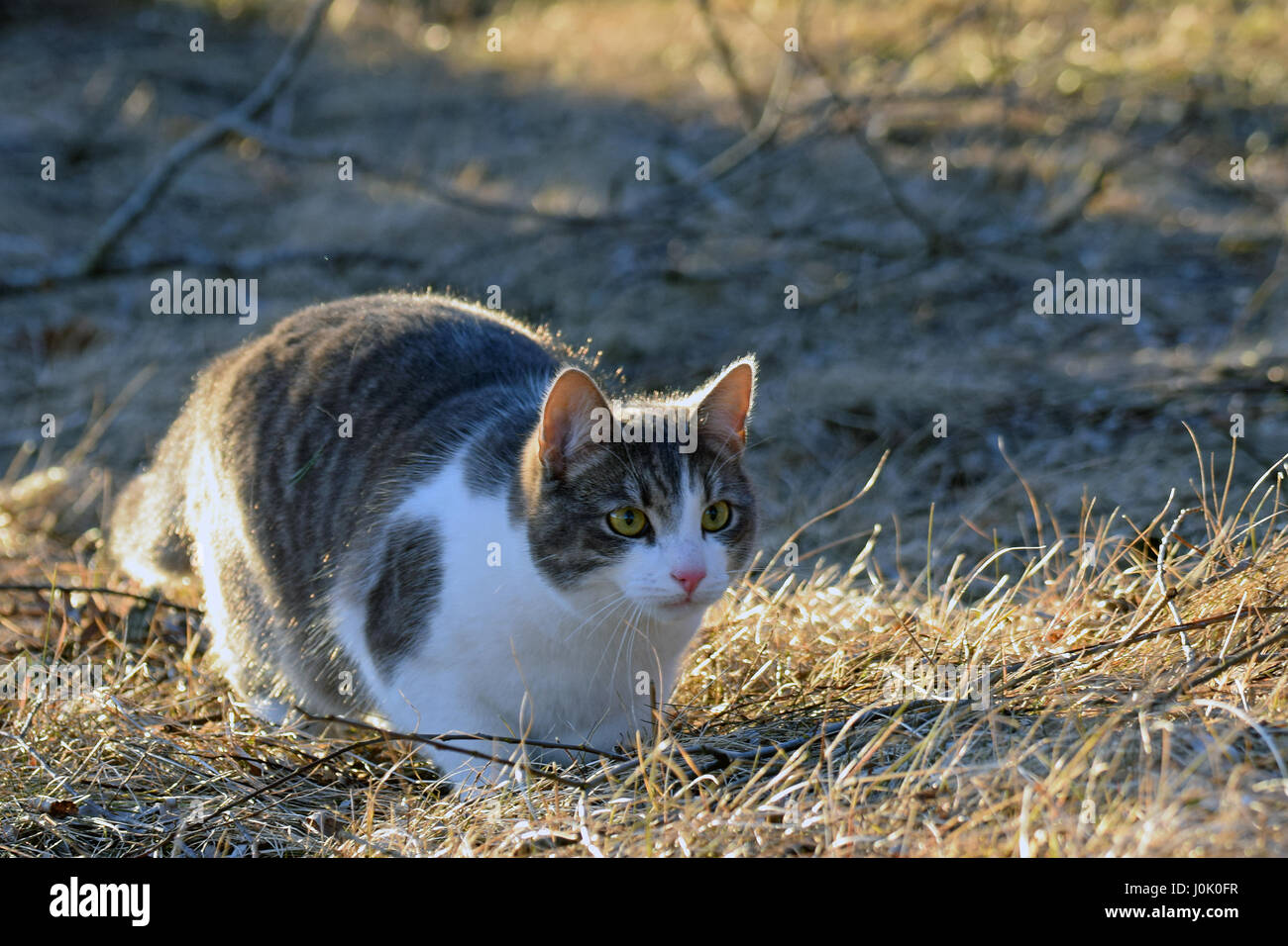 Domestic cat lurking outdoors. Stock Photo
