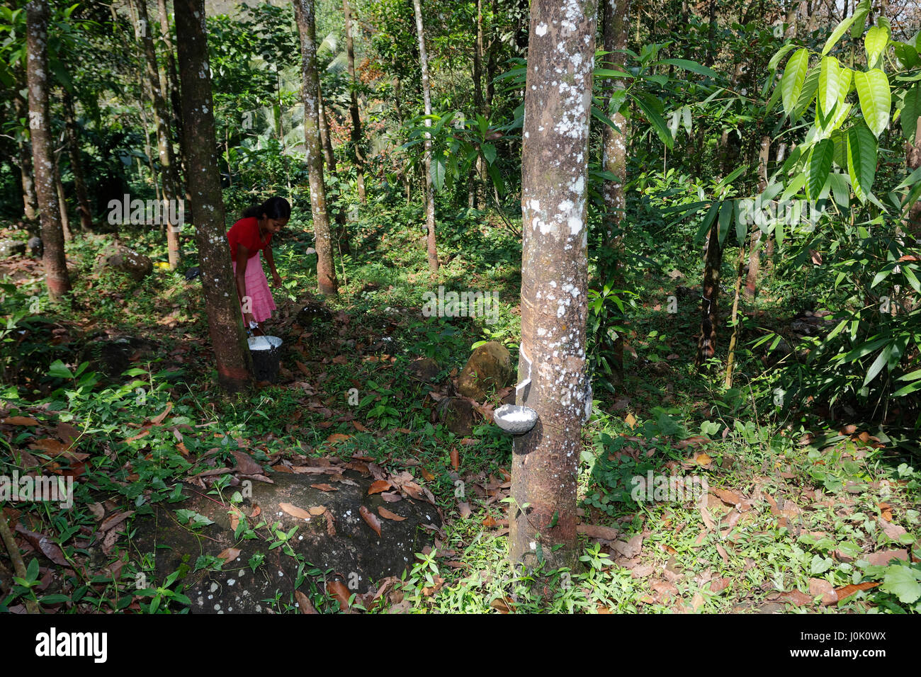 Latex tapping in Sri lanka Stock Photo Alamy