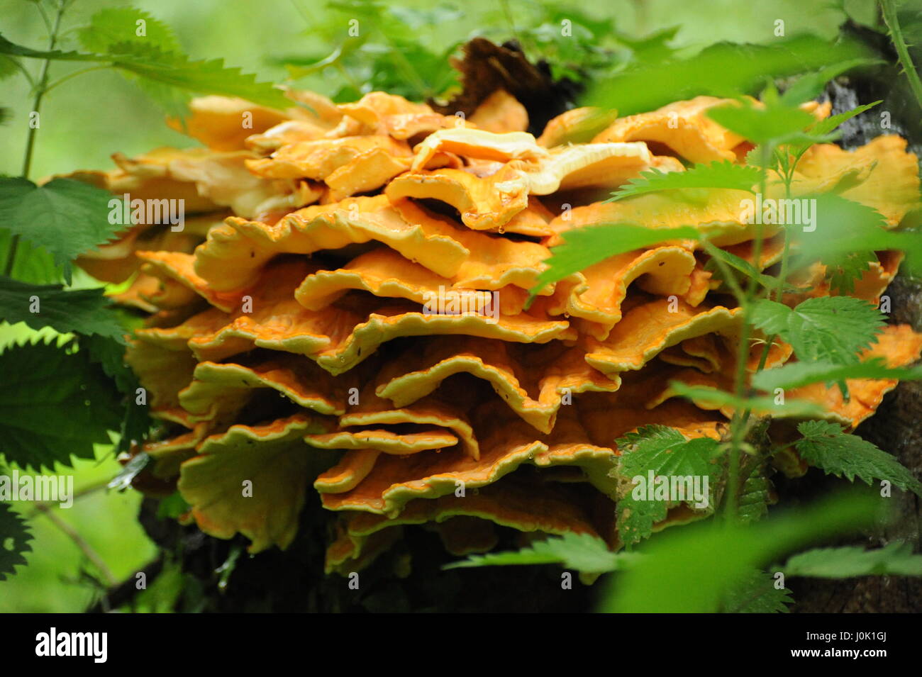 Orange Bracket Fungus Stock Photo