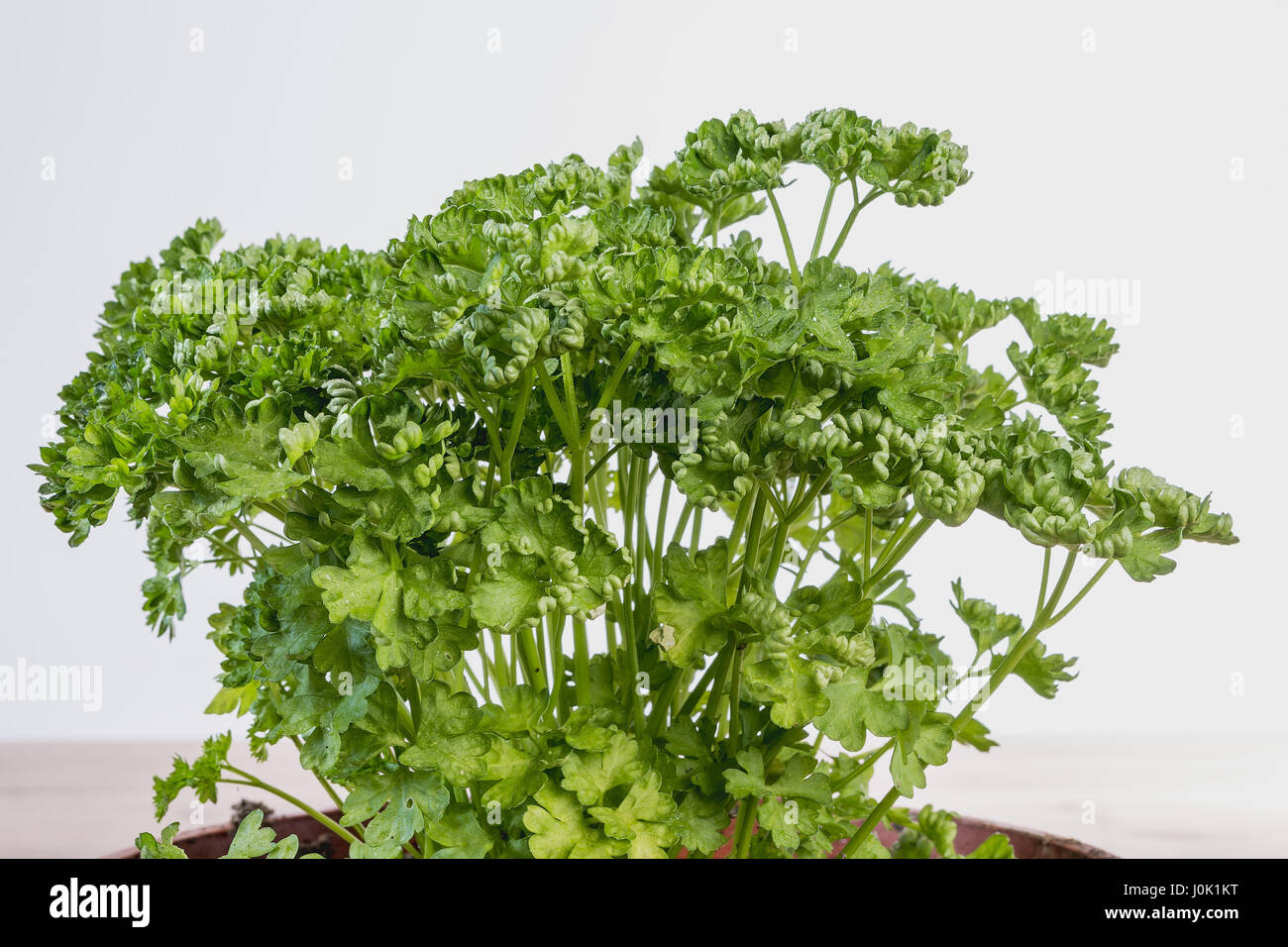 curly parsley in pots from below Stock Photo Alamy