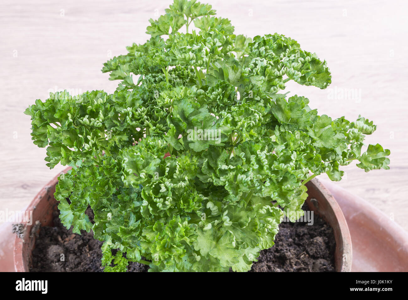 curly parsley in pots in front Stock Photo Alamy