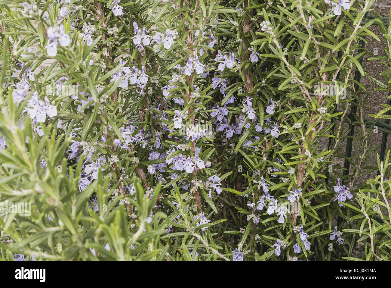 rosemary in bloom 2 Stock Photo Alamy