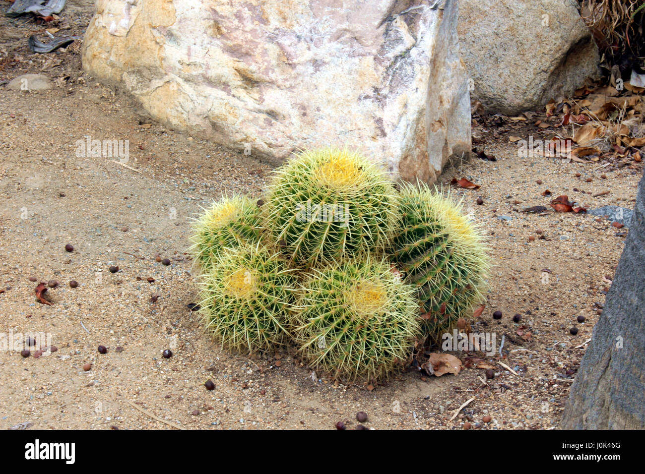 A clump of Golden Barrel cacti in the Desert Garden at Balboa Park in San Diego, California, USA Stock Photo