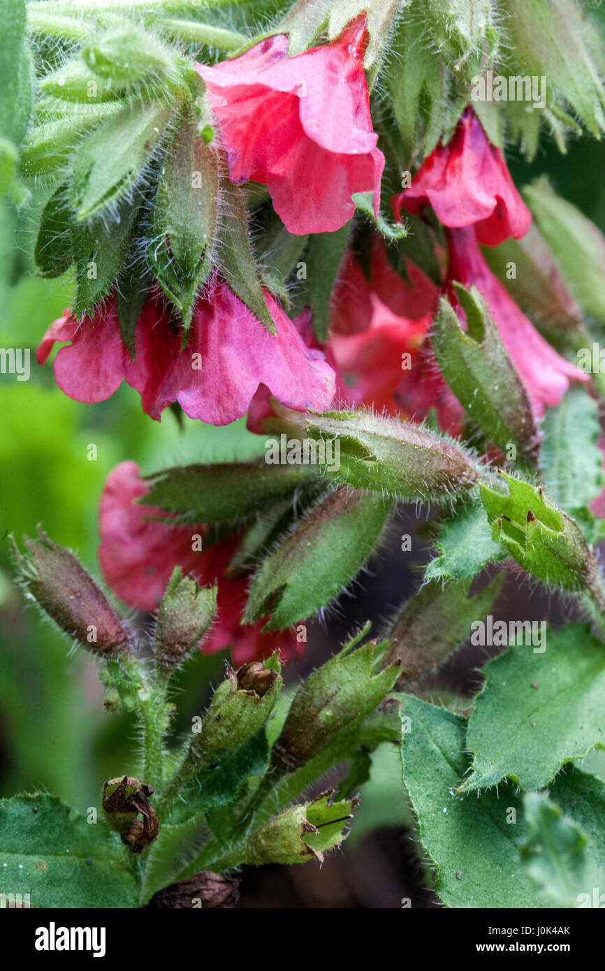 Red lungwort, Pulmonaria rubra 'Redstart' in bloom Stock Photo