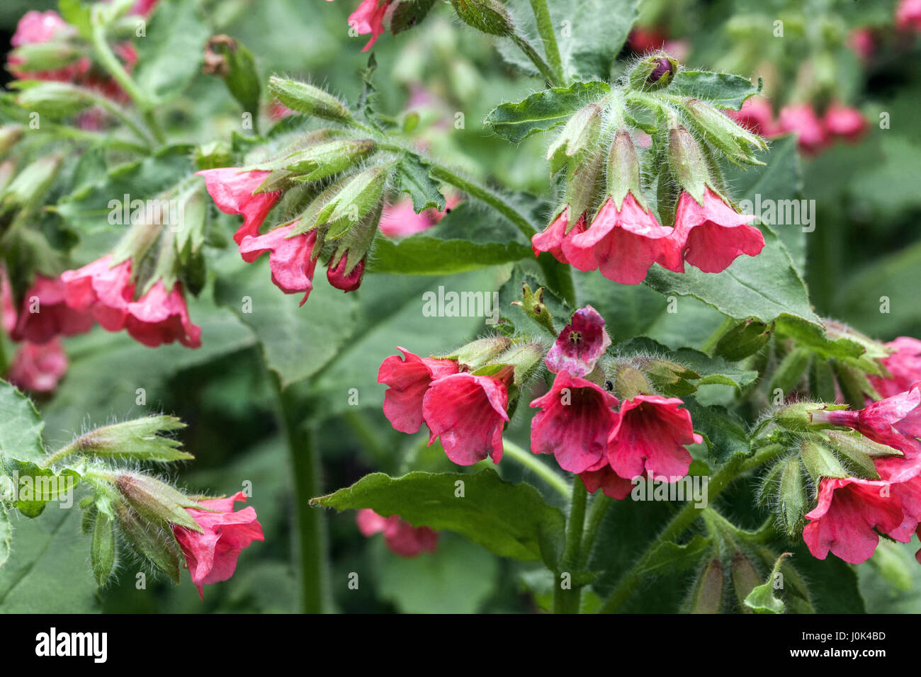 Red lungwort, Pulmonaria rubra "Redstart" in bloom Stock Photo