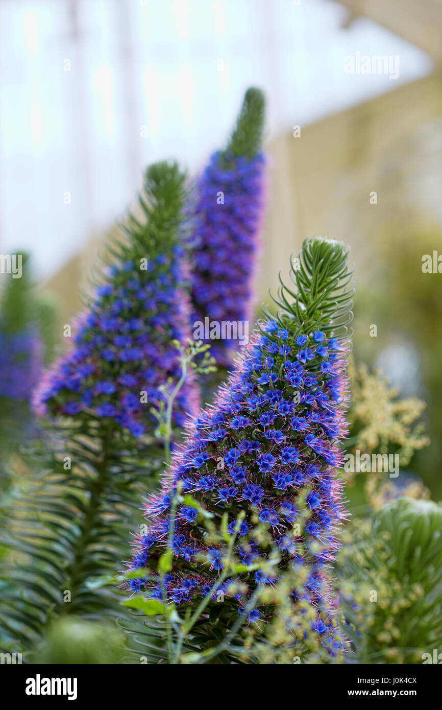 Violet Veronica plant - Goodness Grows Speedwell Stock Photo