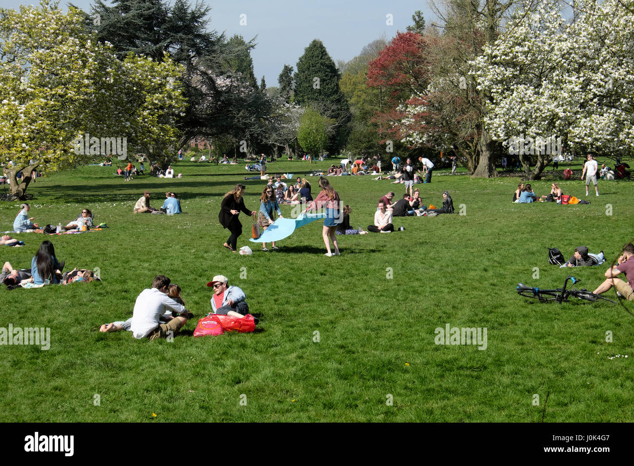 People relaxing on sunny day enjoying spring blossoms in Bute Park, Cardiff Wales UK  KATHY DEWITT Stock Photo