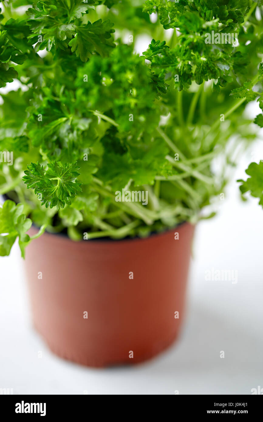 Parsley Pot Isolated High Resolution Stock Photography and Images Alamy