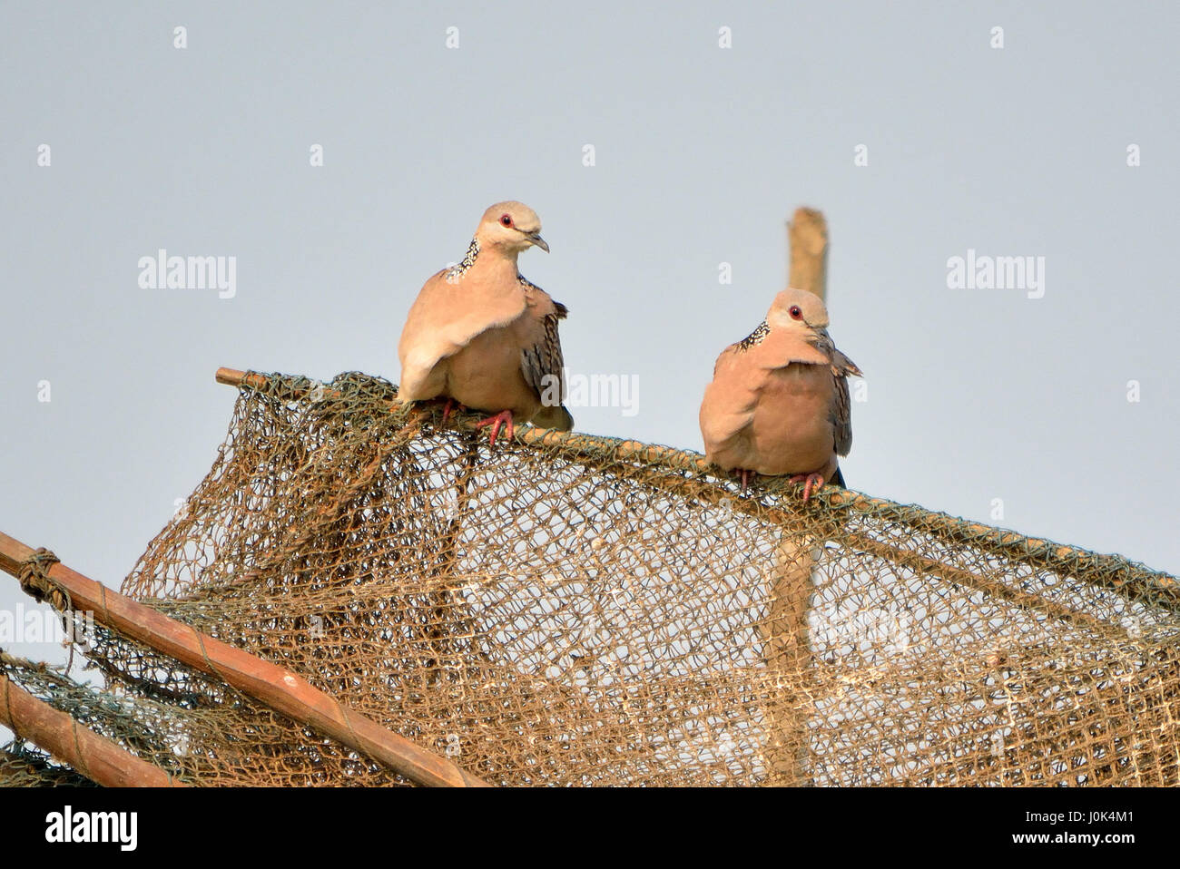Spotted Dove, Mangalajodi, India Stock Photo