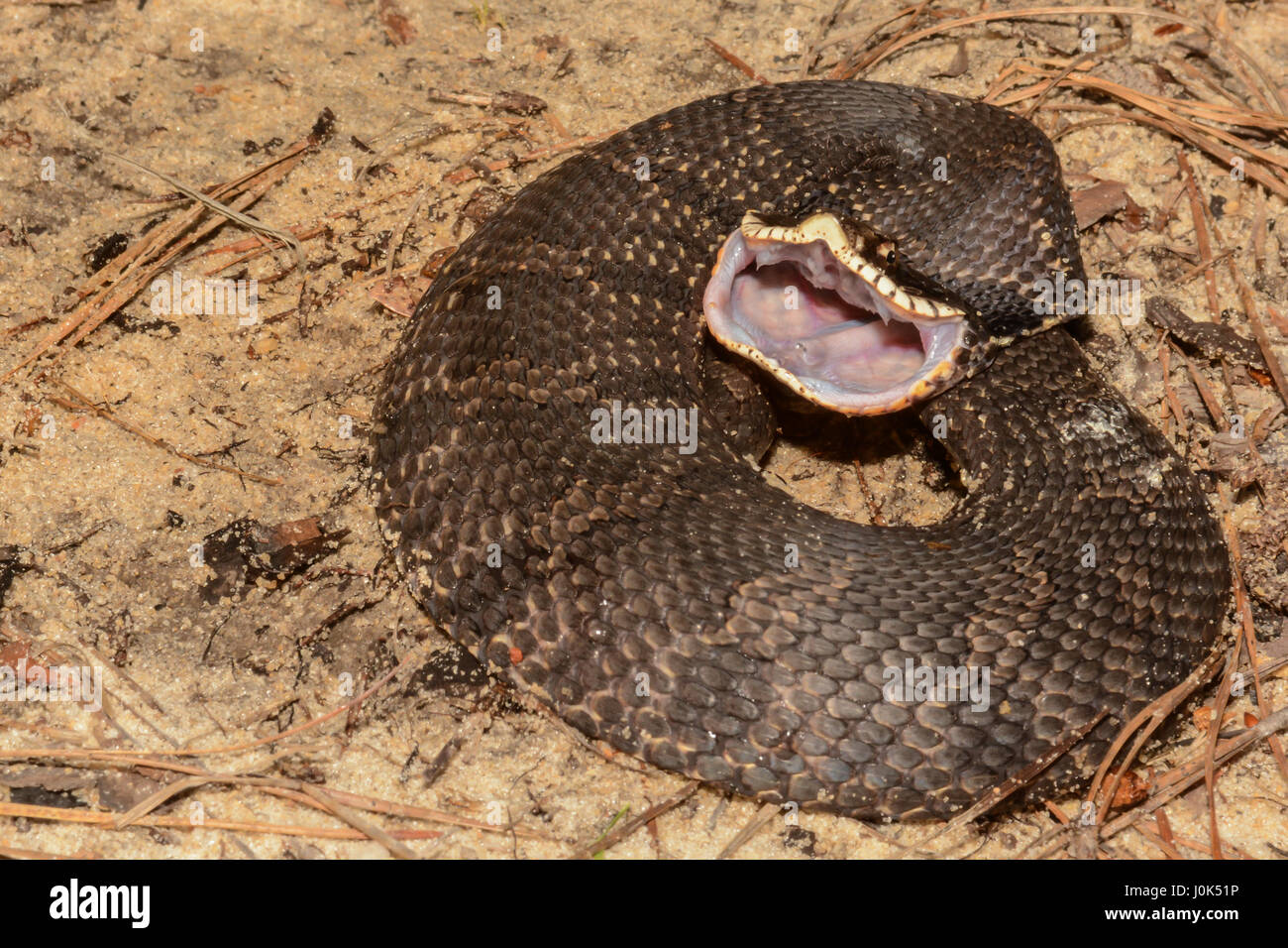 Snake mouth open fangs hires stock photography and images Alamy