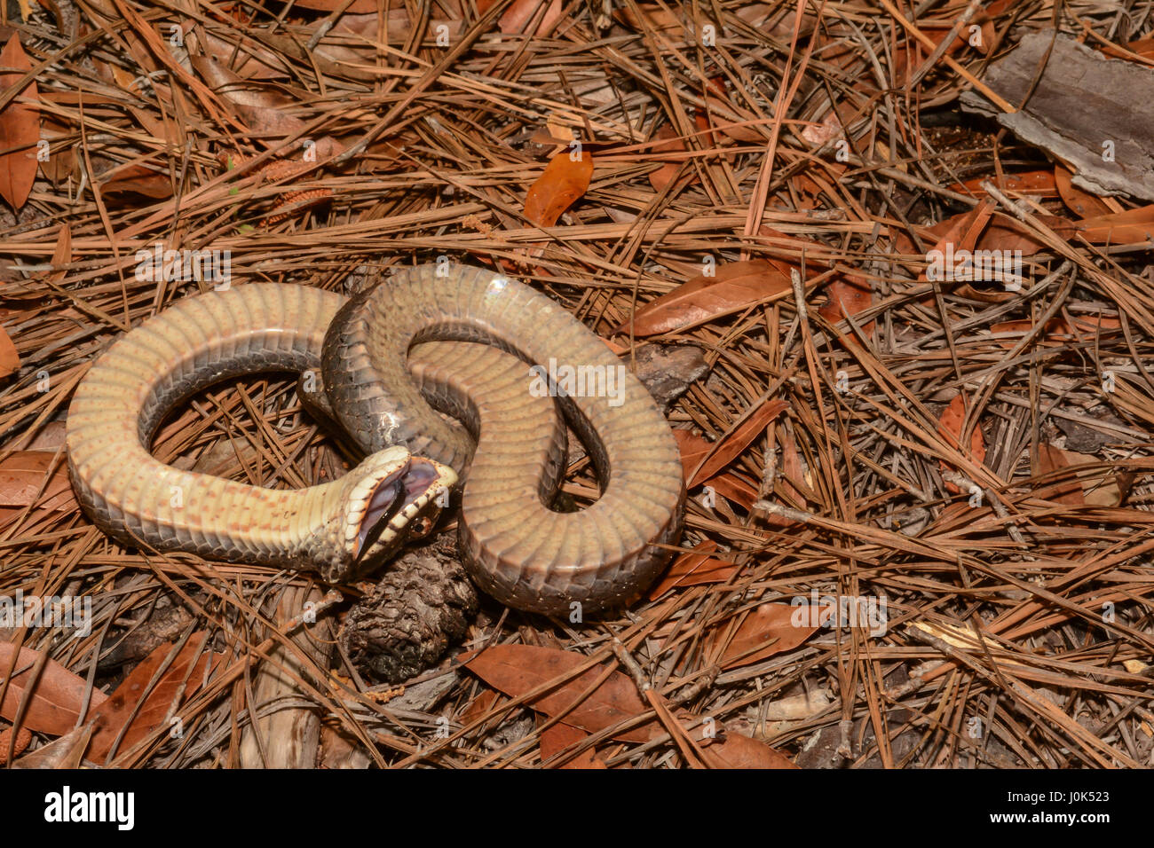 An Eastern hognose snake playing dead. A snake playing dead will