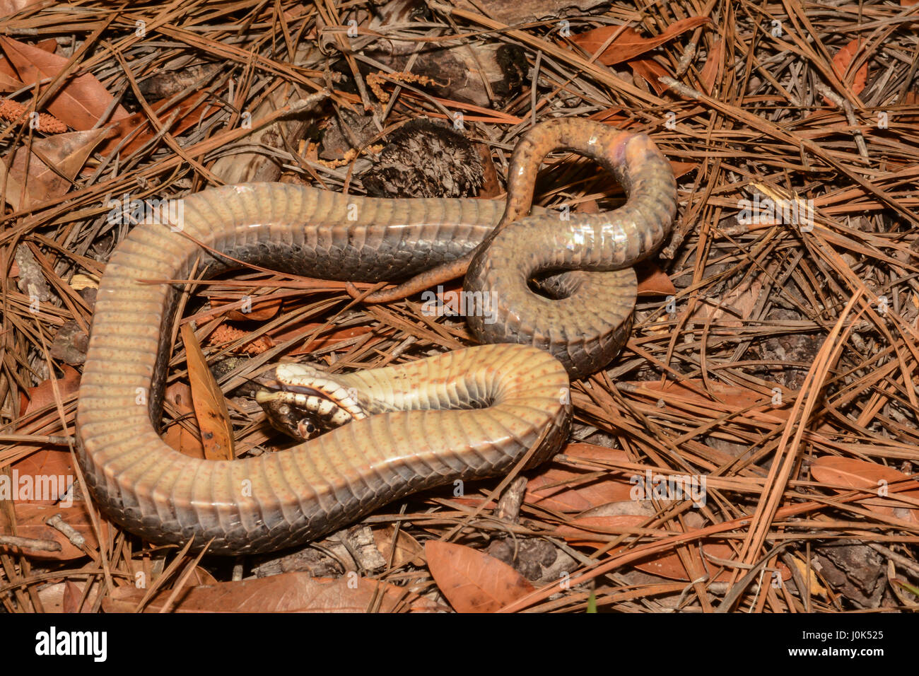 heterodon platirhinos, black phase, playing dead, cumberla…