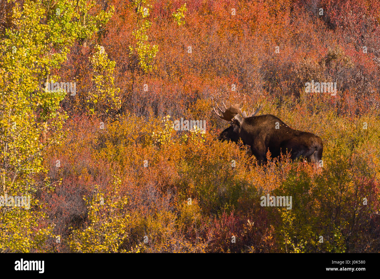 Bull Moose (Alces alces) browsing in fall colors, Denali, NP AK, USA Stock Photo